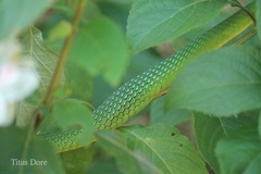 Philothamnus irregularis