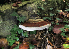 Ganoderma applanatum
