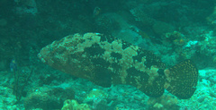 Epinephelus fuscoguttatus