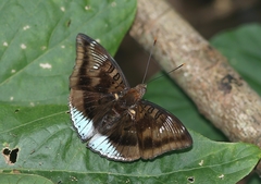 Euthalia phemius