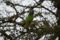 Thectocercus acuticaudatus