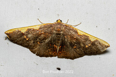 Nothomiza costalis