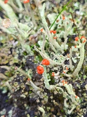 Cladonia macilenta