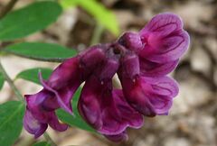 Lathyrus niger