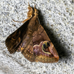 Ommatophora