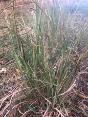 Zizaniopsis miliacea