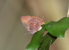 Mahathala ameria