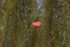 Bilobella braunerae