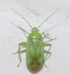 Apolygus spinolae