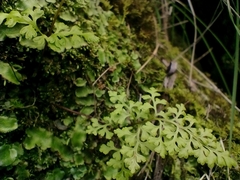 Anogramma leptophylla