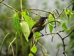 Saltator maximus