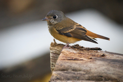Muscicapa ferruginea