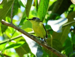 Todirostrum poliocephalum