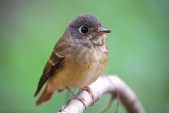 Muscicapa ferruginea