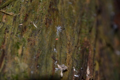 Bilobella braunerae