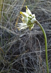 Allium tuvinicum