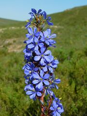 Aristea capitata