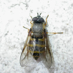 Megasyrphus erraticus