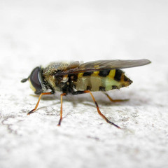 Megasyrphus erraticus