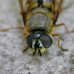 Megasyrphus erraticus