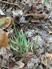 Dichanthelium laxiflorum