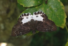 Tagiades menaka