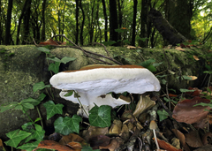 Ganoderma applanatum