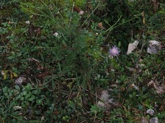 Centaurea deusta