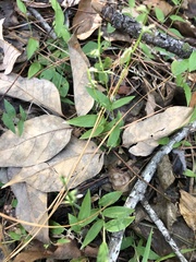 Oplismenus hirtellus