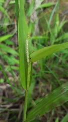 Paspalum nutans