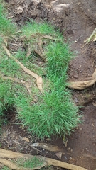 Microlaena stipoides