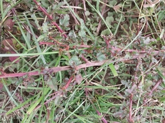 Melochia corchorifolia