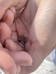 Hyla femoralis