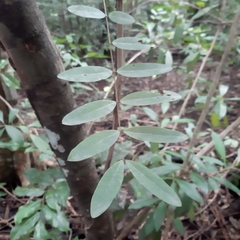 Senna siamea