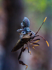 Acanthocephala terminalis