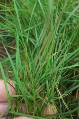 Microlaena stipoides
