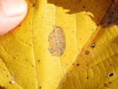 Phyllonorycter lucetiella