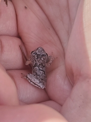 Hyla femoralis