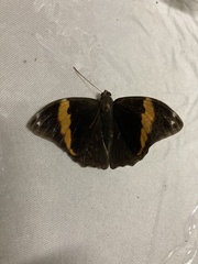 Opsiphanes cassiae cassiae