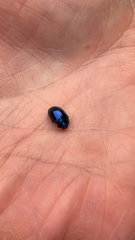 Chrysolina coerulans