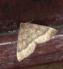 Larentia clavaria