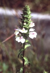 Bellardia trixago