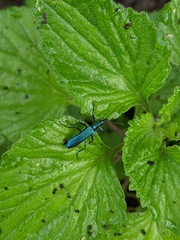 Oedemeridae
