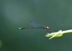 Prodasineura croconota