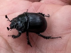 Typhaeus typhoeus