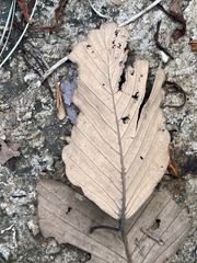 Dipterocarpus