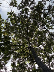 Dipterocarpus