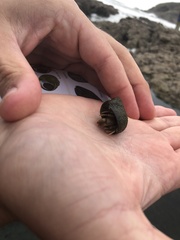 Pagurus bernhardus