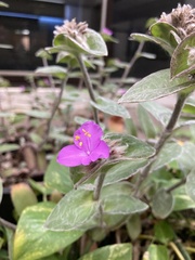 Tradescantia sillamontana
