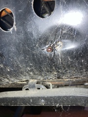 Latrodectus hesperus